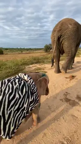 Flashback to little Khanyisa and big brother Jabulani trekking through the wilderness with their carers 🐘🍃🐘 #everyelephantneedsaherd #elephantorphanage #herdsouthafrica #elephants #animalrescue #southafrica #fyp #babyelephants #albino