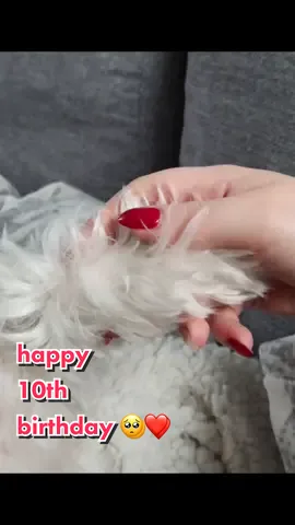 Te 10 lat szybko przeleciało... Zostań ze mną choć drugie tyle jeszcze 🥺❤️ #biewerterrier #golddust #dog #Love #doglover 