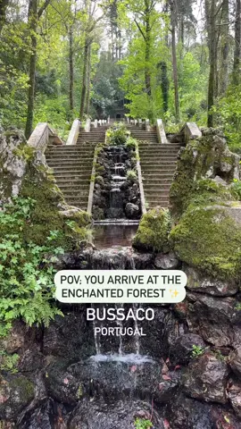 🇵🇹 A Fonte Fria na Mata Encantada do Bussaco A Mata do Bussaco situa-se no Luso, centro de Portugal. A apenas 30 km da bela cidade de Coimbra e a 3 km da cidade termal do Luso, é uma viagem de um dia fácil da maioria dos lugares no centro de Portugal.  2h30 de Lisboa e 1h15 do Porto. A família real portuguesa gostou tanto da mata do Bussaco que mandou construir um palácio de verão e um pavilhão de caça no centro da mata, que publicarei em breve ☺️ #portugal #traveltiktok #foryou #fyp #foryoupage 