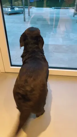 Enjoy life like she does! #happydog #happytail #happytails #wigglebut #wiggledance #labrador #dogdance #labradordance #dancingdog 