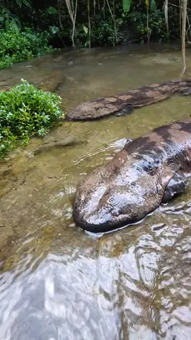Chinese giant salamander