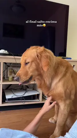Te amo🫀🥺 #goldenretriever #goldenretrieverlife 