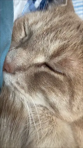 Volume up 👆👆👆 #catsoftiktok 