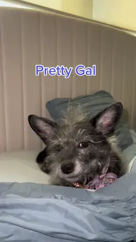 Pretty Girl #dog #dogsoftiktok #doglover #dogmom #prettygirls 