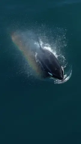 Today on our expedition we encountered 5 adult killer whales, we could see that they were eating gray whale blubber. We believe these Orcas made a kill yesterday and the blubber they had today was left over from such an event. Can you notice the rainblow in the first Orca clip?  🐋 Book your trip now using website link in bio!  #whalewatching #whale #tail #potographer #photography  #orca #breach #jump #fly #news #media #lunges #wildlife  #montereycalifornia #coast #cali #sunset #boat #dolphins #friends #friendly #drone 