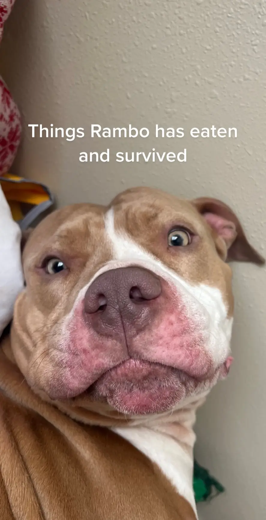 Thats why his brain cells dont work 🥲 #pitbull #dogsoftiktok 