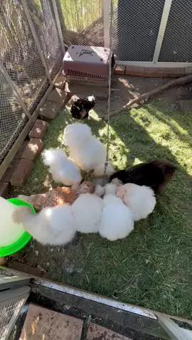 Lunch time for the Chookens flock 🥰😋 Not only did they get treats,  but also freshly mowed grass to forage through in their 'vault' - a predator proof metal cage. 