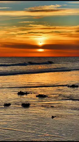 #foryou #sunrise #beachsunrise🌅🌅 #beautyfulnature #ocean 
