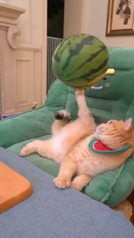 #cat #cute  