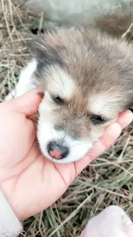 #dog #dogsoftiktok #straydog #rescue #puppy 