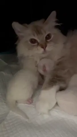 Summer is the cutest mama when she's with her babies