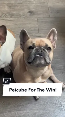 Petcube Emergency Fund for the win! Check our B!0 for the L!nnk ! #ad #petcube #efbypetcube #dogparents #petemergencyfund #protectmypet #frenchbulldog #family #teef #dogdad   