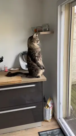 Rio #mainecoon le suricate #animaux_rigolos #catsoftiktok #chats #pourtoi #foryou #foryoupage #parati #reportage #funnyvideos #chats #mignon #fyp 