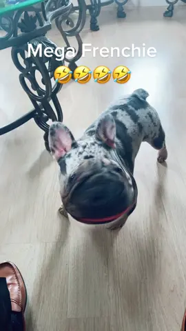#juancarlosenriquez #frenchie #frenchiesoftiktok #frenchies #fyp #fypシ #tiktok #funny #bruh 