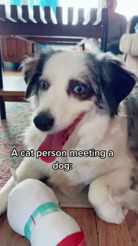 Im so lost here 👀😂 #fyp #reaction #dog #trending #comedy 