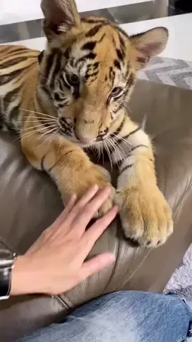 #fyp Little Tiger#tiger