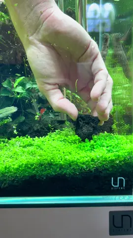 Some touches ups here and there #aquascape #plantedtank #aquarium #tiktok #fyp #oase #fypシ #plantedaquarium #aquariumhobby #aquascaping #plants 