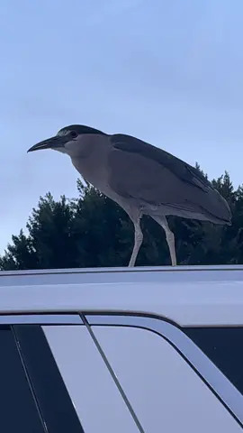 Saw a bird today 🤪 I LOVE NATURE