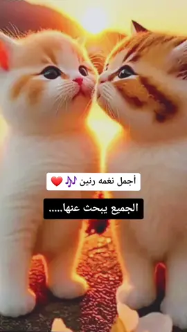 أجمل نغمه رنين 🎶❤️  #لايك__explore____💔🥺🥀 
