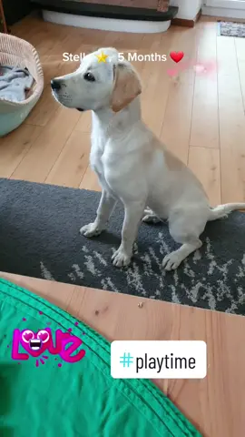 #Stella⭐️ #Playtime🥏 Doglover🐶