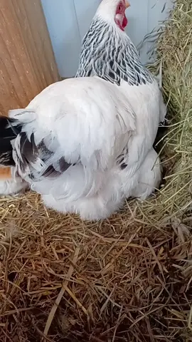 Mama cat says those are mine.   #barncats #chickensoftiktok #chickens #hobbyfarm #catsoftiktok 