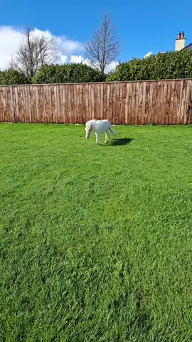 Here comes the Hotstepper 🐎🐎🐎🥰 #horse #irish #farmlife #minihorse #ireland #PetsOfTikTok #pets #spring #falabella #horses #pony #fyp #viral #cute #pets 