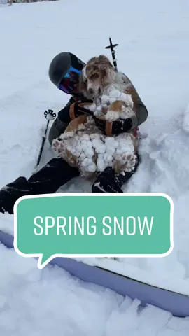 Next level probkems for Mika 🥺 #ski #skiingwithdogs #backcountryskiing #springskiing