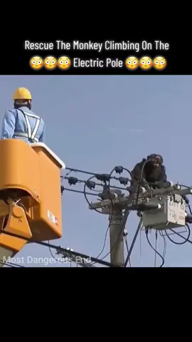 Rescue The Monkey Climbing On The Electric Pole And See What Happened? 
