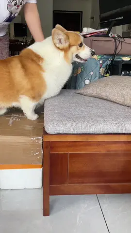 #corgi #corgipuppy #coegisoftiktok 
