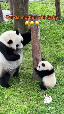 How panda mother manages her baby 😂😂😂 #panda #pandasoftiktok #pandalife #funnyvideos #pandalove #cutepanda #adorable #babypanda💚 #pandamother #motherlove #foryoupage #fypシ 