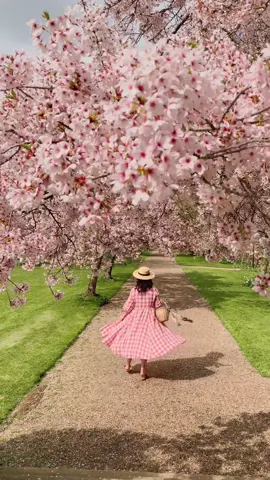 Underneath the blossom trees 🌸🐝 (ad pr product dress @Son de Flor ✨) #cherryblossom #blossomwatch #blossomseason #springflowers #springaesthetic #cottagecoredress #cottagecorespring 