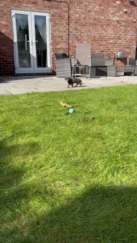 Its Rolos world and we all just live in it🐾 #dog #sausagedog #dachshund #dachshundsoftiktok #dachshundpuppy #miniaturedachshund #puppy #puppylove #dogsoftiktok #doglover #puppylove #wienerdog 