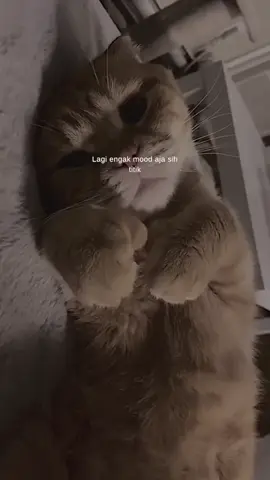 😿 #UniqloRamadan #storywagalau #storywasad #storywakeren #storywa #fyp #fypシ #VideoKucingGemes #KucingLucuImut #KucingGemoy #StoryKucingLucu 