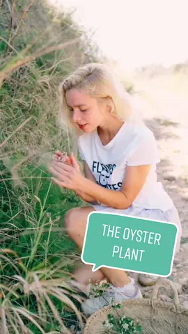Apparently the root of this plant tastes like oyster... Weird 😂  I can't believe this plant has been forgotten! It's an incredible root vegetable that is packed with health benefits and it tastes really good 😍 Tragopogon porrifolius, commonly known as Salsify was once a popular vegetable and I don't understand why we lost it! It's easy to grow, to preserve and it's easy to cook with, you can litteraly use it as a potato substitute! Also the flower is beautiful and it grows abundantly here in the Mediterranean 🥰 honestly this is one of my favorite root vegetables and despite the nickname of oyster plant, I don't find it really has an oyster taste haha 😂 #oyesterplant #salsify #rootvegetable #vegetable #wildedibles #wildroot #weird #nickname #taste #delicious #gourmet #wildfood #fun #survival #foraging #learn #discover #mediterranean #wildasparagus #potatoes #popular #forgottenvegetables #springgirl #aesthetic #root #tragopogonporrifolius #botany #flora #plants #plantsoftiktok #wildplants #cookingwithwildedibles #sweet #flowers #spring #green #wildvegetable #tasty #mallorca #spain #sunshine #Love #naturelover #plantlover #nature #natural #medicinal #healthy #healthbenefits #cool 