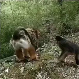 Rare footage of two endangered golden monkeys, hugging each other ##animals #monkey #sadstory #sadmonkey 