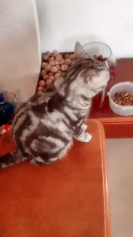 #cat #catsoftiktok 