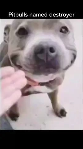 #pitbull #pitbullsnamedprincess #fyp #viral #meme #pitbullnameddestroyer 