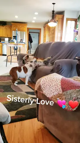 #puppiesoftiktok #bulldog #dogs #englishbulldogsoftiktok #englishbulldogpuppy #englishbulldog #sisters #englishbulldog 