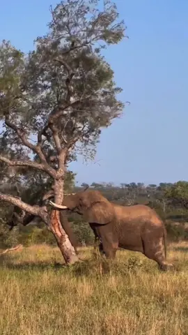 Sometimes we forget how strong elephants are🐘 📸Credit: travellustin [IG] 📸 ⚠️ALL RIGHTS RESERVED TO ORIGINAL OWNER⚠️ #zoology #animalsoftiktok #wildlifeoftiktok #africanelephants #elephantsoftiktok #elephantlove 