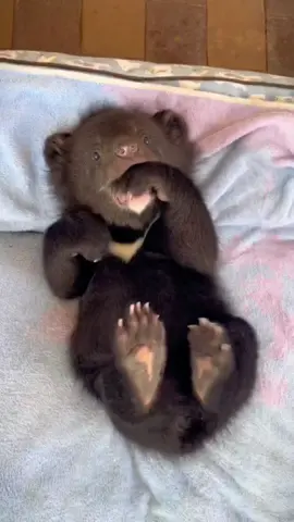 Iovely #Baby Bear