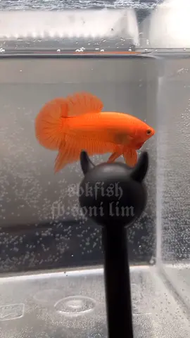 Hmpk / Plakat Orange #betta #bettafish #plakat #orangebetta #plakatorange #cupang #cupanghias #cupangkontes #bettahobbies #bettalover #bettacompetition #bettashow 