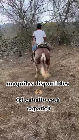 🤣🤣🤣#caballo #queretaro #marcaregistrada #humor #fyp 