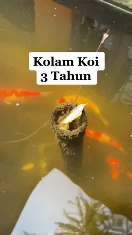Membalas @eksperimenmesin kolam koi setelah 3 tahun 🥲😭 agak mengenaskan, apa perlu kita renovasi ? // #fyp #foryou #dincup #kebon #kolamkoi #kolam #koi 