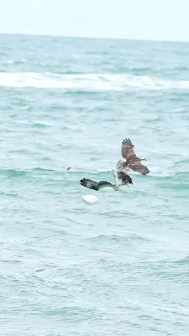 Osprey with huge fish gets chased by a pelican and attacked by another osprey. #attack #birdsoftiktok #birdsofprey #fishing #florida #marksmithphotography 