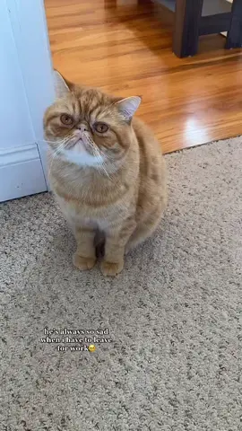 my grumpy boy🥺🫶🏼 #cat #catsoftiktok #cats #catlover #pet #PetsOfTikTok #petlover #cute #persiancat #exoticshorthair #funny #funnypets #fyp #foryou #foryoupage #viral  