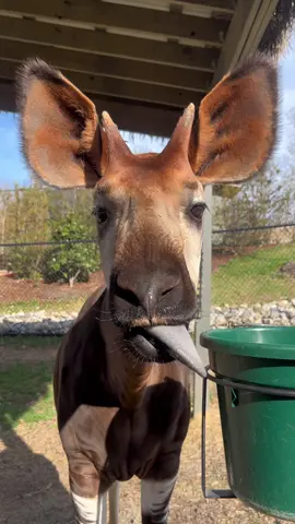 #DYK Not only is the okapi’s long, prehensile tongue is used for stripping vines from branches and vines, but they can also use it to wash their eyelids, clean their ears, and swat insects from their withers! 🎥: Keeper Macy #GreensboroScienceCenter #VisitGSO #Okapi #AnimalFacts 