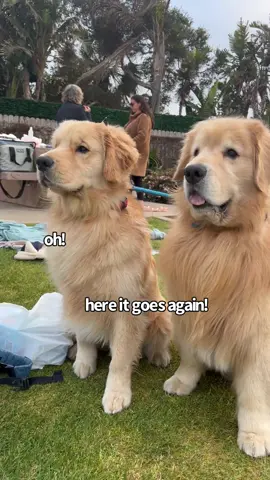 Just keep your eye on the ball ⚾️👀 #dogsoftiktok #goldenretriever #ballislife #cutedogs #eyesontheprize 