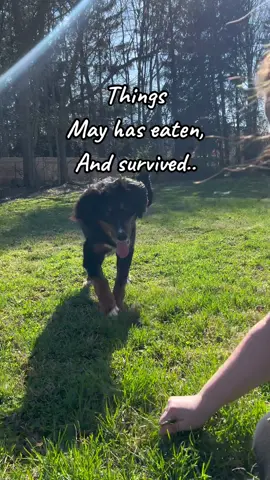 And not shown is my enclosed porch that she has sprinted through the mesh and destroyed it 🤦🏻‍♀️ #bernesemountaindog #whatmydogeats #leftnocrumbs #crazydog 