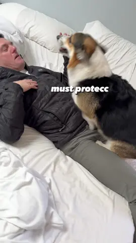 Graffiti throttling into gear when he hears the tickle monster is near 😅💨😤 #cuddlydog #corgi #dogdad #dogsnuggles #cuteanimals 