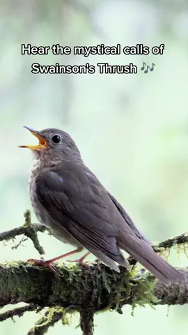 What does it sound like to you? 🎶✨ #swainsonsthrush #thrushbird #birdcalls #birdsounds #birdsong #pnwbirds #oregonbirds #washingtonbirds #ornithology #birdtok #birdtok🦜 #birdsoftiktok #animalsounds #naturesounds #cutebird #fyp #foryoupage #wildlifephotography #natgeo #natgeoyourshot @animalplanet @bbcearth @canonusa @discovery @rode @audubonsociety @bbc @natgeo 